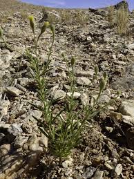 Image result for Pegolettia senegalensis