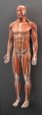 Find professional muscle boy videos and stock footage available for license in film, television, advertising and corporate uses. Zygote 3d Male Muscular System Medically Accurate Human