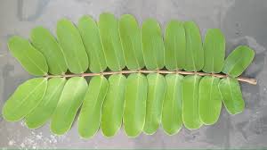 Image result for Cassia ferruginea