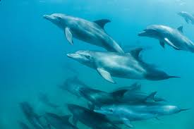 Bottlenose Dolphin National Geographic