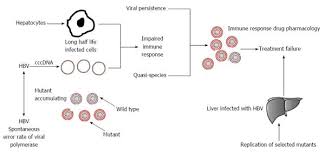 host nucleotide polymorphism in hepatitis b virus associated