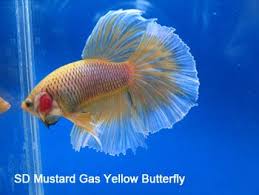 Pin On Betta