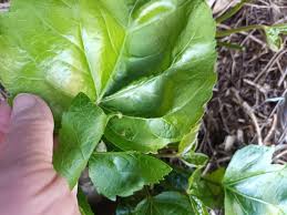 Image result for Gomphocarpus tomentosus