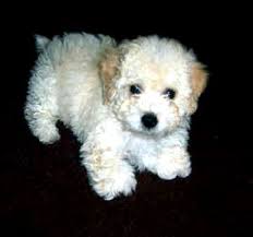 Black And White Toy Poodle Puppies White Toy Poodle Puppies Photo Happy Dog Heaven White Toy Poodle Poodle Puppy Poodle Dog