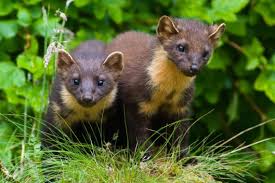 Pine Martens Into The Eremozoic Pine Marten Scottish Animals Martin Animal