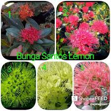 View santosh makar's profile on linkedin, the world's largest professional community. Bibit Bunga Santos Lemon Shopee Indonesia