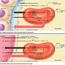The Respiratory System Medical Knowledge Medical Studies Human Anatomy And Physiology