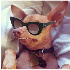Tuna Melts My Heart The Underdog With The Overbite Pin By Leslie M On Funny Shit Tuna Dog Really Cute Puppies Chiweenie
