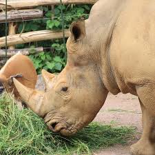 The nashorn was capable of engaging targets at extreme ranges, much to the detriment of its opponents. Zoo Osnabruck Sauerstoffmangel Fuhrte Zu Nashorn Totgeburt Ndr De Nachrichten Niedersachsen Studio Osnabruck