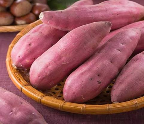 Vận chuyển khoai lang Vĩnh Long đến các tỉnh và nhà máy chế biến