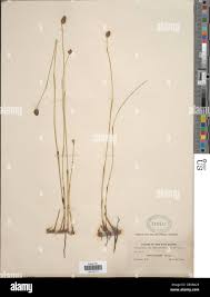 Image result for Fuirena pachyrrhiza