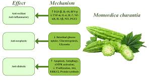 Image result for Momordica charantia