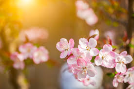 Over 47,496 apple tree flowers pictures to choose from, with no signup needed. Asiatic Apple Flowers And Sweet And Sour Fruits Loved By The Chinese Cgtn