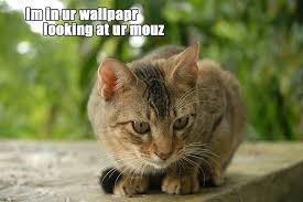 Image result for lolcats