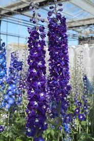 Experience Your Own Kind Of Delphinium Love Growing Things Wcfcourier Com