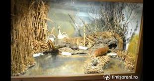 Muzeul De Stiinte Naturale Tinca Judetul Bihor Aquarium