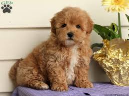 Maltipoo puppies available for sale in ohio from top breeders and individuals. Maltipoo Breeder Nj