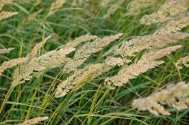 Image result for Poaceae