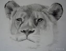 Monkey art art orangutan pencil art drawings art inspiration pencil drawings of animals animal art cute drawings art drawings sketches. Detailed Pencil Drawings Of Animals And People By Doreen Cross Art Is Fun