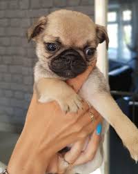 Puppyfinder.com is your source for finding an ideal pug puppy for sale in south carolina, usa area. Teacup Pug Puppies For Sale