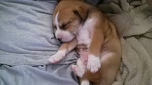 What kind of puppy do i have. What Kind Of Dog Do I Have Thriftyfun