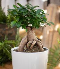 Caring For Your Bonsai House Home Tips West Coast Gardens In 2020 Bonsai Home Made Fertilizer Bonsai Plants