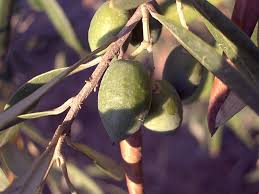 It is yet to flower. Oleaceae Wikipedia
