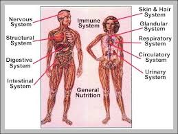 Error preparing your photo for editing. Human Body Diagram From The Back Human Body Anatomy