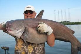 Brown bullheads are native to the eastern u. 20 Great Tips For Catching More Bullheads