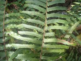 Image result for Lomariopsidaceae