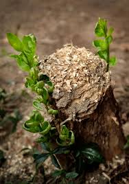 Dow agrosciences rtu548 tordon rtu stump killer 5. Stop Tree Stump Sprouting Getting Rid Of Tree Stumps And Roots