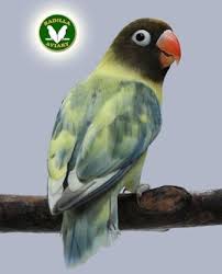 Dari namanya saja, sudah ketahuan kalau burung ini memang biasa menjadi simbol cinta. 32 Love Birds Ideas Love Birds Birds African Lovebirds