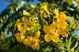 The bright yellow flowers are dappled with. A Nice Ring To It The Gold Medallion Tree Lights Up The Streets Of Southern California The Horticult