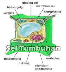 Sel Tumbuhan Pengertian Ciri Jenis Ukuran Teori Struktur Dan Fungsi