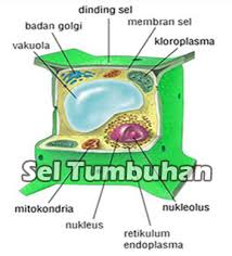 Sel adalah unit terkecil dari makhluk hidup. Sel Tumbuhan Pengertian Ciri Jenis Ukuran Teori Struktur Dan Fungsi