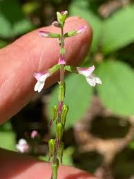 Image result for Fuirena leptostachya