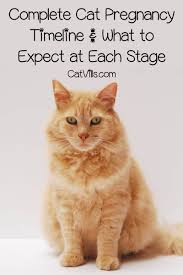 We look at the signs of pregnancy, how to care for a pregnant cat and signs of labour. Cat Pregnancy Timeline Changes And What To Expect Guide