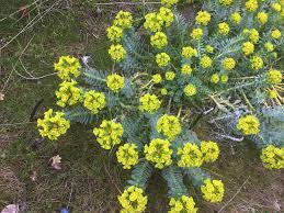 Foamflower is a perennial ground cover that grows up to 15 inches in height, with white flower spikes. Utah Dwr Warns Of Noxious Weed That Can Cause Burns Blisters And Blindness