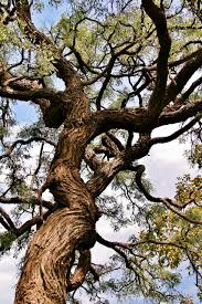 Image result for Dalbergia bracteolata