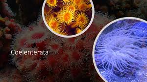 Hydra dan anemon laut berkembang biak dengan cara. Klasifikasi Coelenterata Dan Contohnya Coretan Bintang Naisya Www Sridianti Com