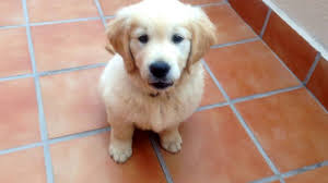 Cachorro Golden Retriever Contento Diario De Cloe Mi Golden Retriever Youtube
