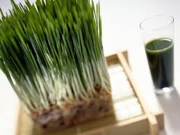 Usually, wheat plants are found and grown in mild climates across the united states and. Wheatgrass Is It Worth The Hype Food Network Healthy Eats Recipes Ideas And Food News Food Network