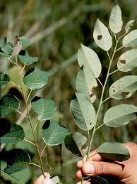 Image result for Maprounea