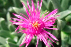 Image result for Aizoaceae