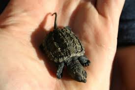 Baby Turtle Care With Video Guide All Turtles