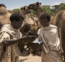 Camel milk acts as a remedy for humans not only as food.it has many high concentrated fatty acids.it helps to support immunoglobins so buying camel milk provides benefits to children.it is beneficial for the stomach and intestine disorder.studies prove camel the taste of fish is better than camel meat. Karrayyu Herders Camel Milk Presidi Slow Food Slow Food Foundation