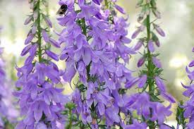 Pin On Plants To Sell
