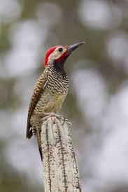 Small Brown Bird With Red Neck Black Necked Woodpecker Colaptes Atricollis Endemic To Peru Woodpecker Black Neck Birds