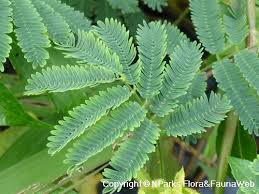 Image result for Mimosa diplotricha