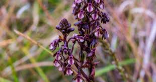 Image result for Aneilema nicholsonii